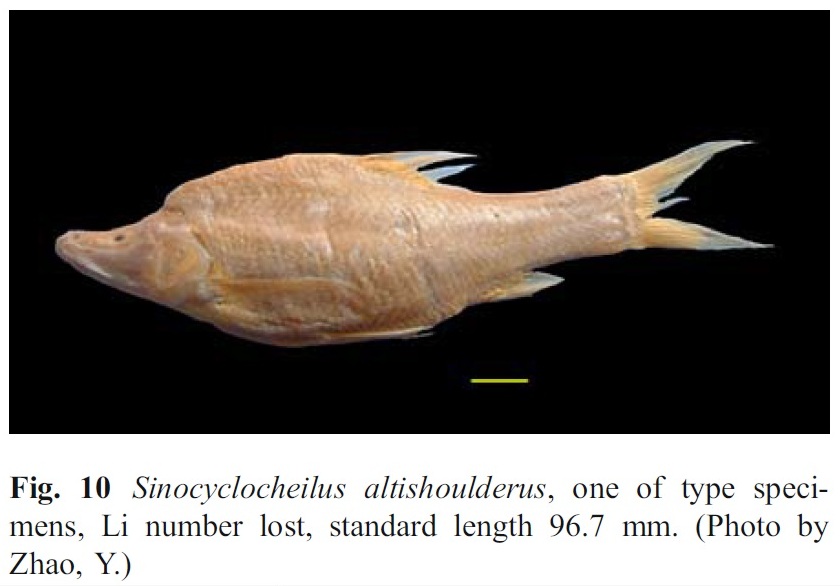 Sinocyclocheilus altishoulderus (Li & Lan, 1992)